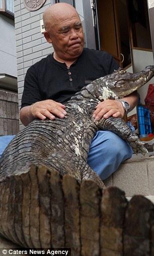 cụ ông nuôi cá sấu ở Nhật ảnh 8 cu ong nuoi ca sau o Nhat anh 8