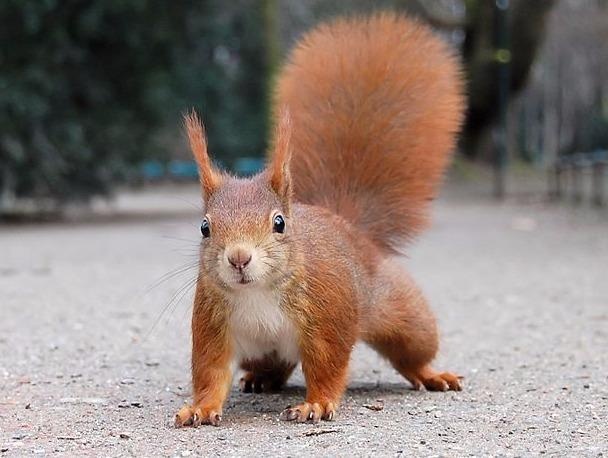 Soc do hoang lam nao loan vien duong lao My hinh anh