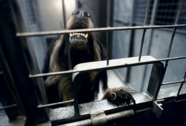 IS dùng chó để đánh bom ảnh 1 IS dung cho de danh bom anh 1