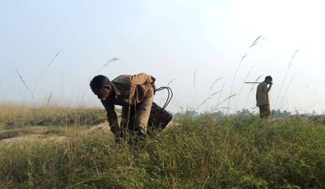 Nghề bắt rắn độc bằng tay không ở Ấn Độ ảnh 3 Nghe bat ran doc bang tay khong o An Do anh 3