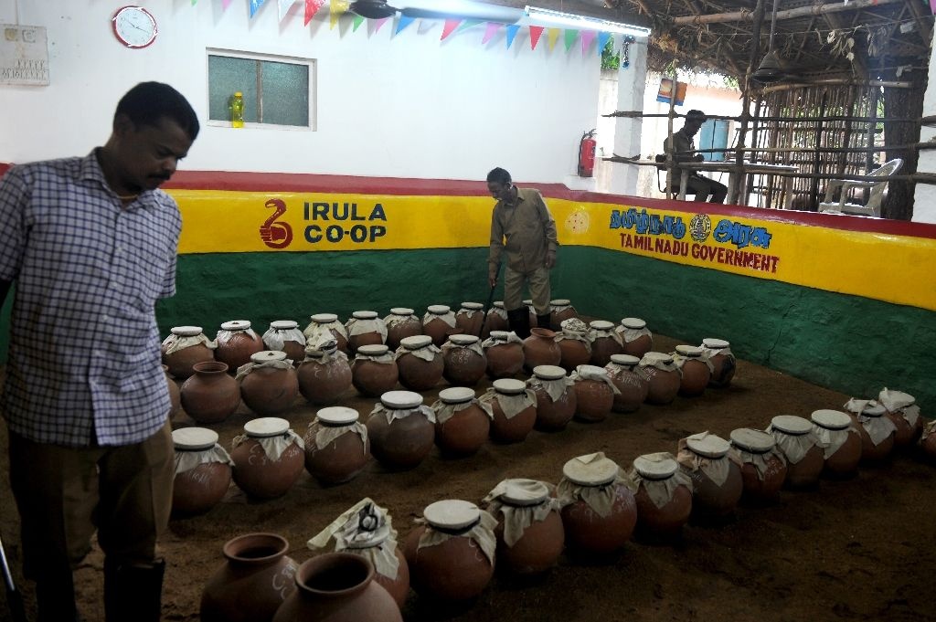 Nghề bắt rắn độc bằng tay không ở Ấn Độ ảnh 9 Nghe bat ran doc bang tay khong o An Do anh 9