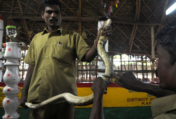 Nghề bắt rắn độc bằng tay không ở Ấn Độ ảnh 6 Nghe bat ran doc bang tay khong o An Do anh 6