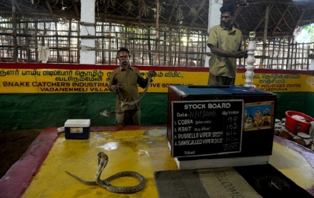 Nghề bắt rắn độc bằng tay không ở Ấn Độ ảnh 2 Nghe bat ran doc bang tay khong o An Do anh 2