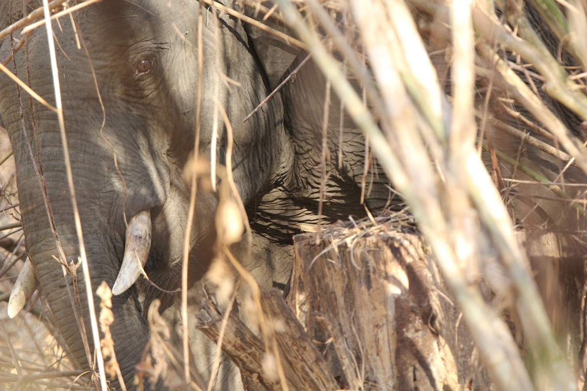 bao ve voi rung Viet Nam anh 2