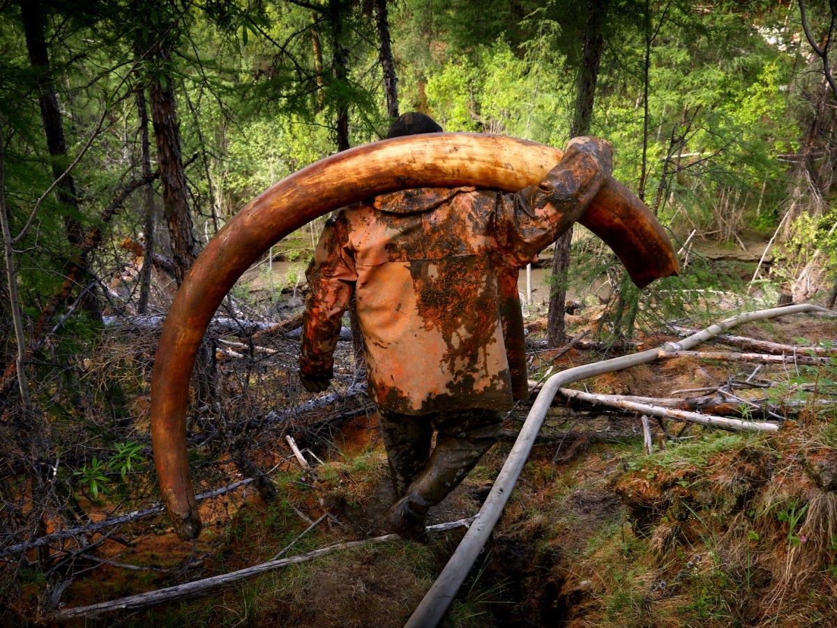 khai thac nga voi trai phep o Nga anh 10