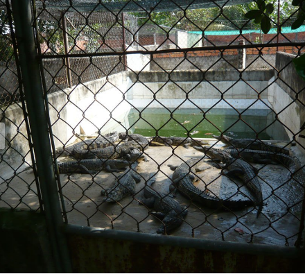 lột da cá sấu ở Việt Nam ảnh 5 lot da ca sau o Viet Nam anh 5