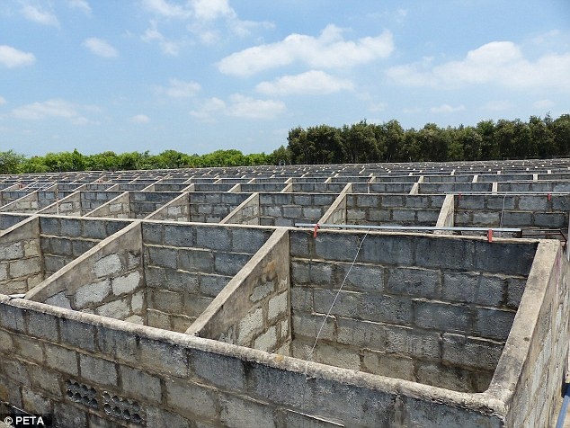 lột da cá sấu ở Việt Nam ảnh 8 lot da ca sau o Viet Nam anh 8