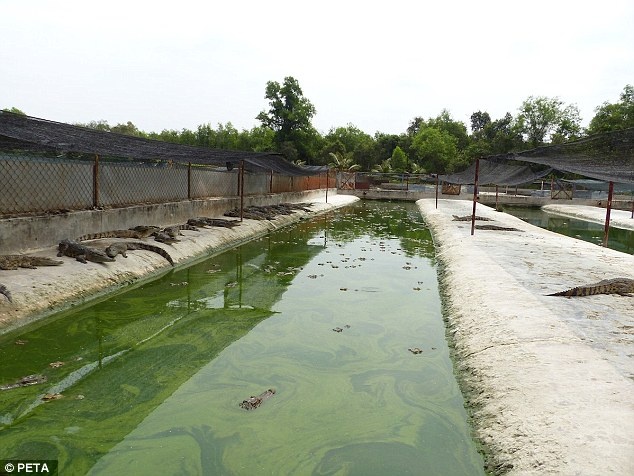 lột da cá sấu ở Việt Nam ảnh 7 lot da ca sau o Viet Nam anh 7