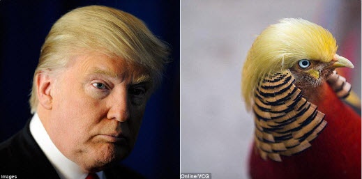 tượng gà giống Donald Trump ở Trung Quốc ảnh 2 tuong ga giong Donald Trump o Trung Quoc anh 2