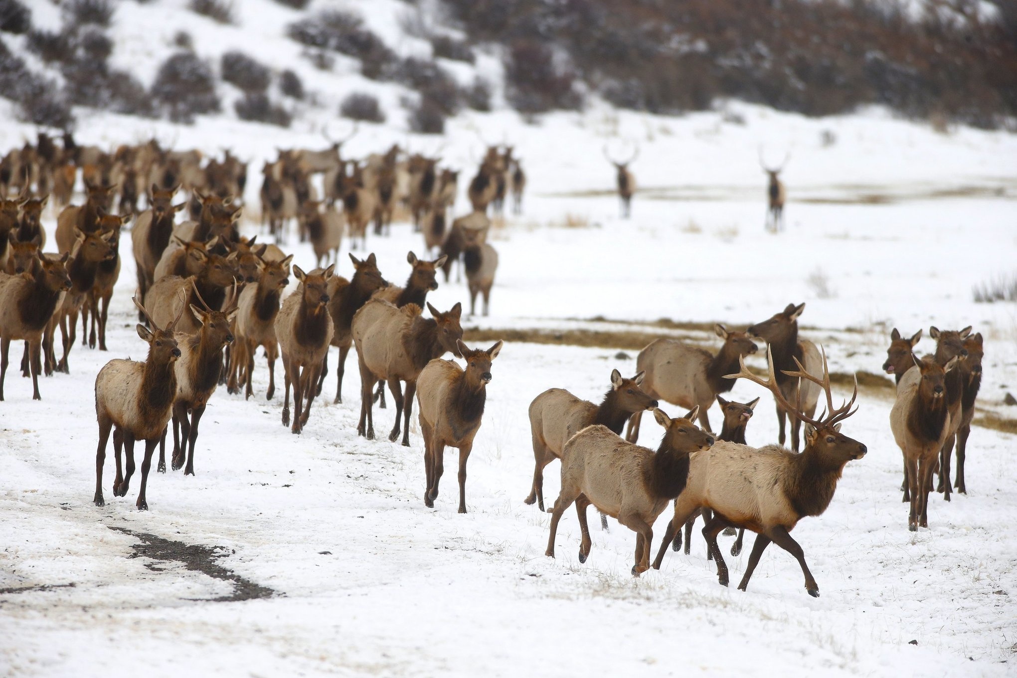 Ca dan nai sung tam chet do sut bang khi uong nuoc hinh anh