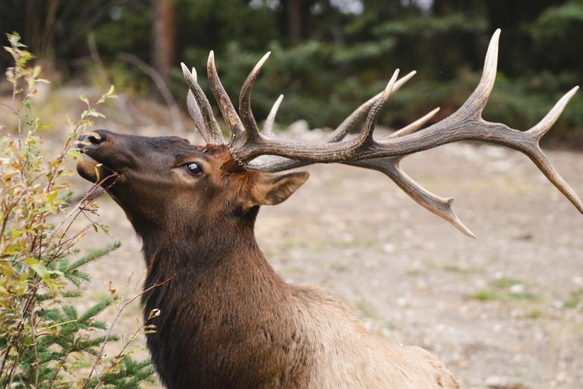 nai sừng tấm chết do nứt băng ảnh 2 nai sung tam chet do nut bang anh 2