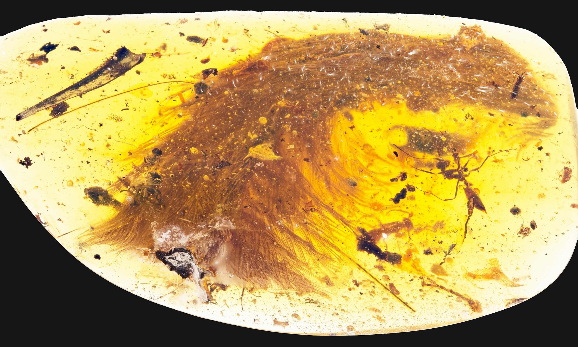 Phat hien hoa thach anh 2