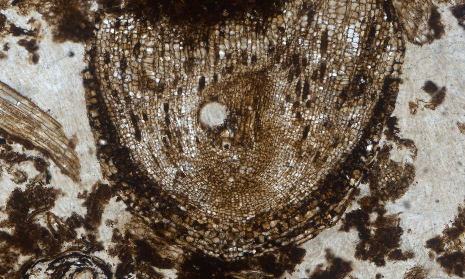 Phat hien hoa thach anh 6