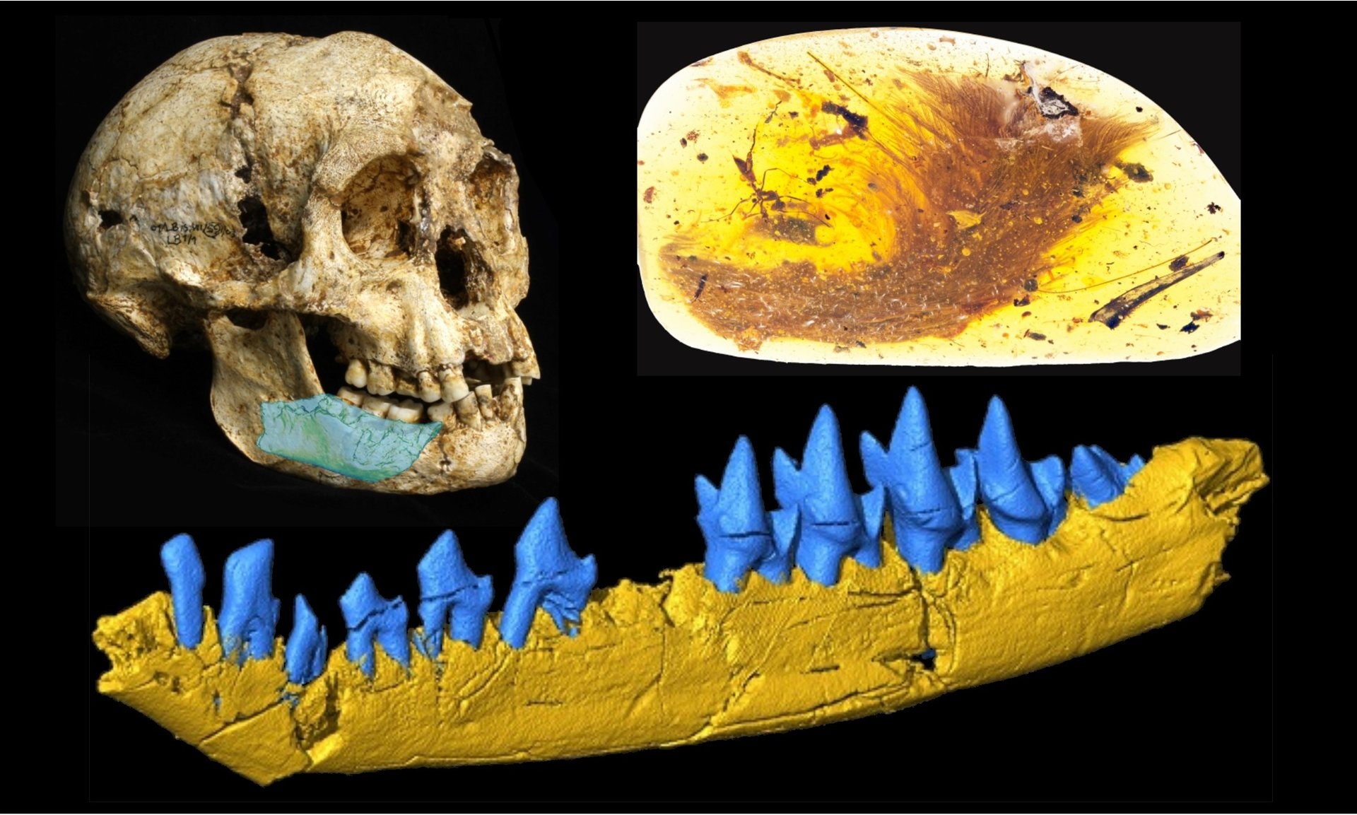 Nguoi lun, khung long va nhung phat hien hoa thach ly thu hinh anh