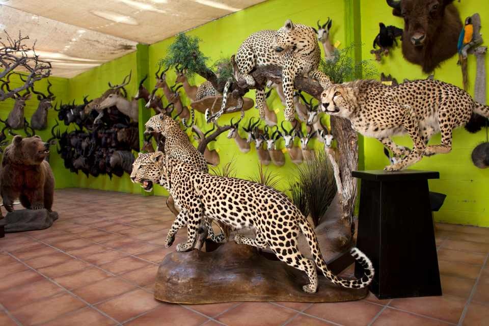 xuong nhoi xac dong vat anh 1