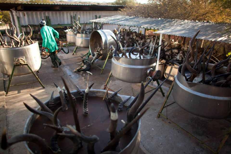 xuong nhoi xac dong vat anh 5