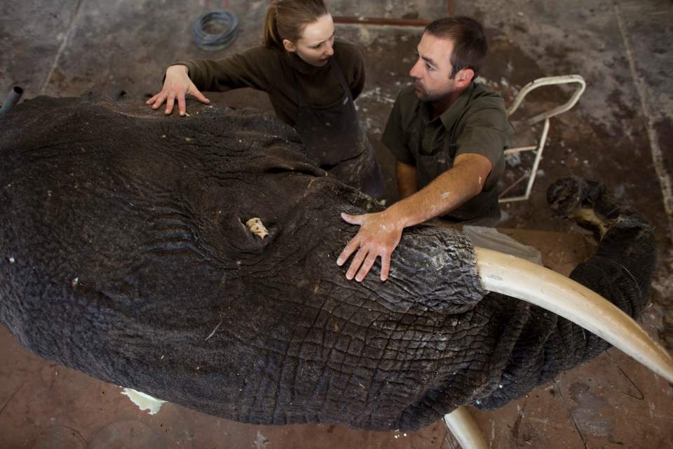 xuong nhoi xac dong vat anh 3