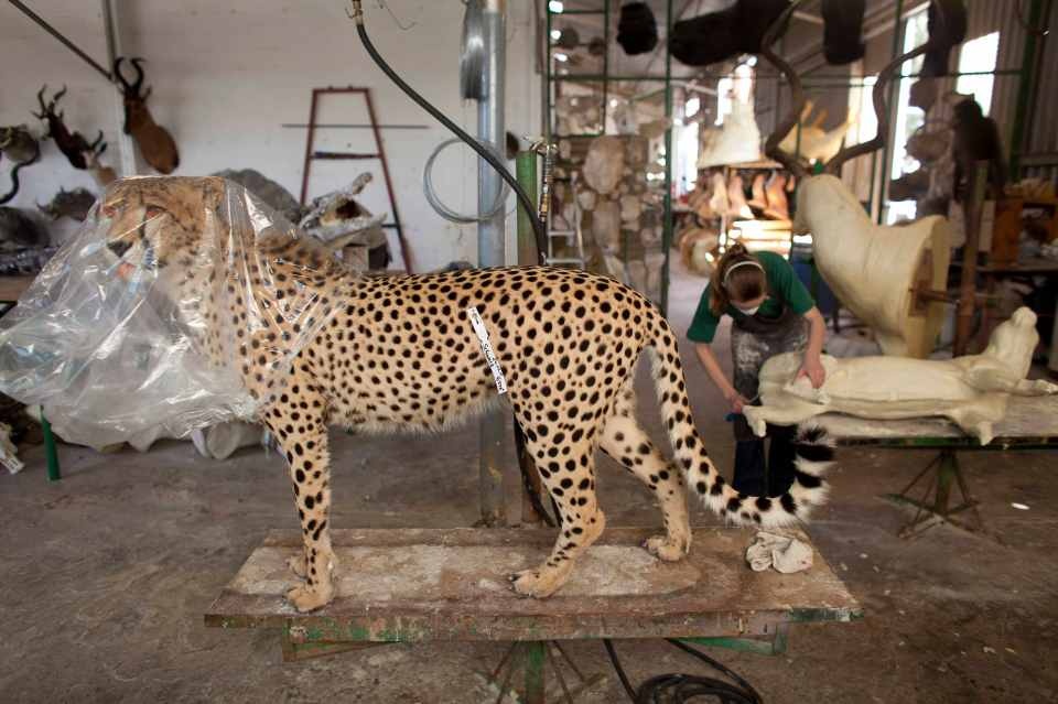 xuong nhoi xac dong vat anh 10