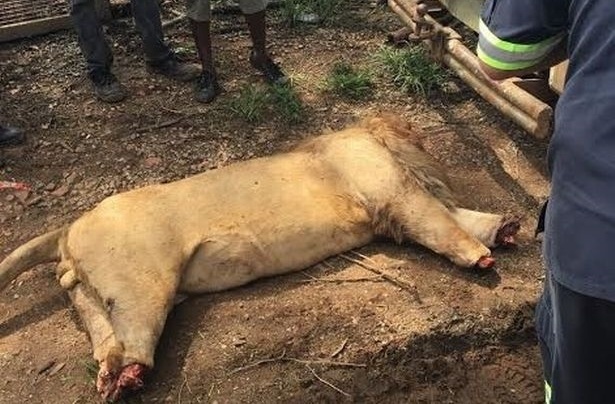 sư tử bị chặt đầu ở Nam Phi ảnh 1 su tu bi chat dau o Nam Phi anh 1