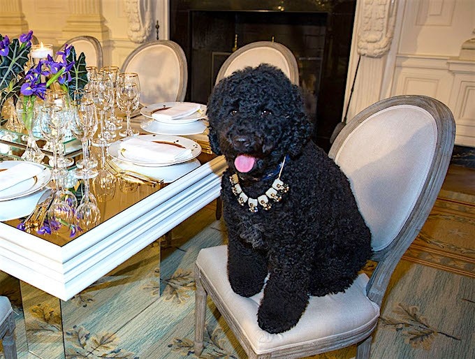 thu cung cua tong thong My anh 3