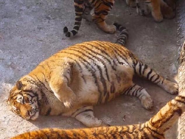 Ho beo phi sau Tet o Trung Quoc hinh anh