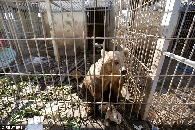 su tu va gau song sot sau chien tranh anh 3