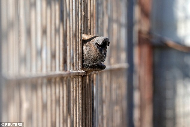 su tu va gau song sot sau chien tranh anh 1