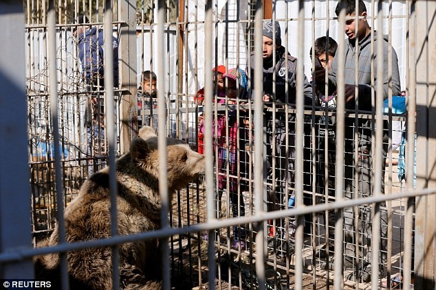 su tu va gau song sot sau chien tranh anh 6