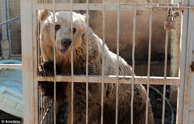 Cap doi gau va su tu 'cho vo' trong chien tranh Syria hinh anh