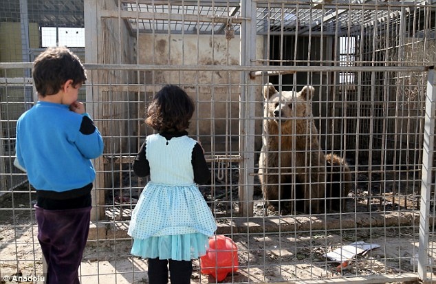 su tu va gau song sot sau chien tranh anh 8