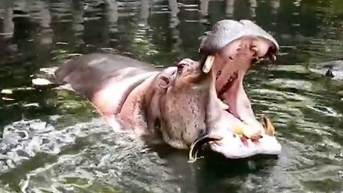 Ha ma gia nhat the gioi chet o vuon thu Philippines hinh anh