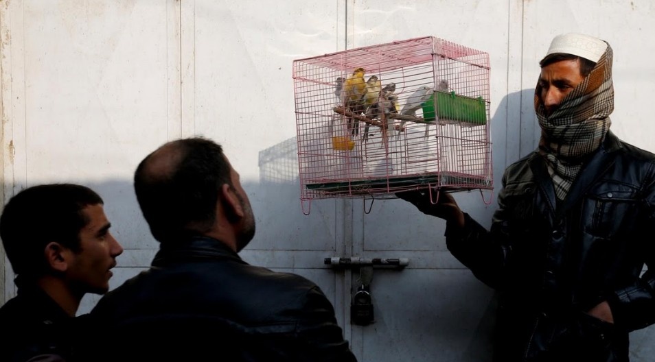 Cho chim o Kabul: Noi noi buon chien tranh lui lai hinh anh