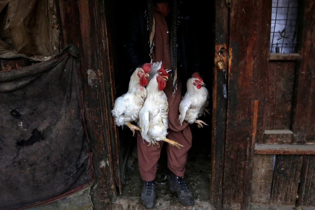 cho chim Ka Faroshi anh 2