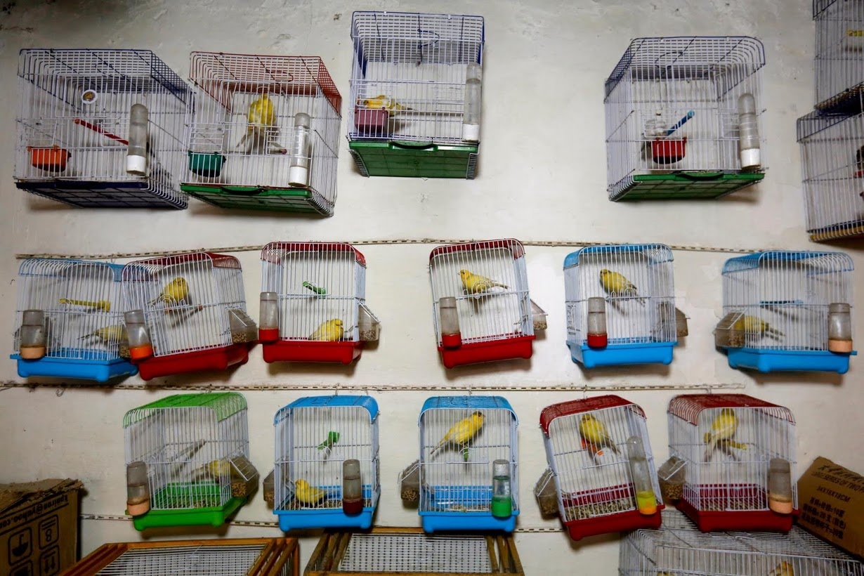 cho chim Ka Faroshi anh 6