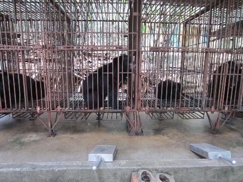 Dung tour tham quan trai gau xem trich mat o Ha Long hinh anh