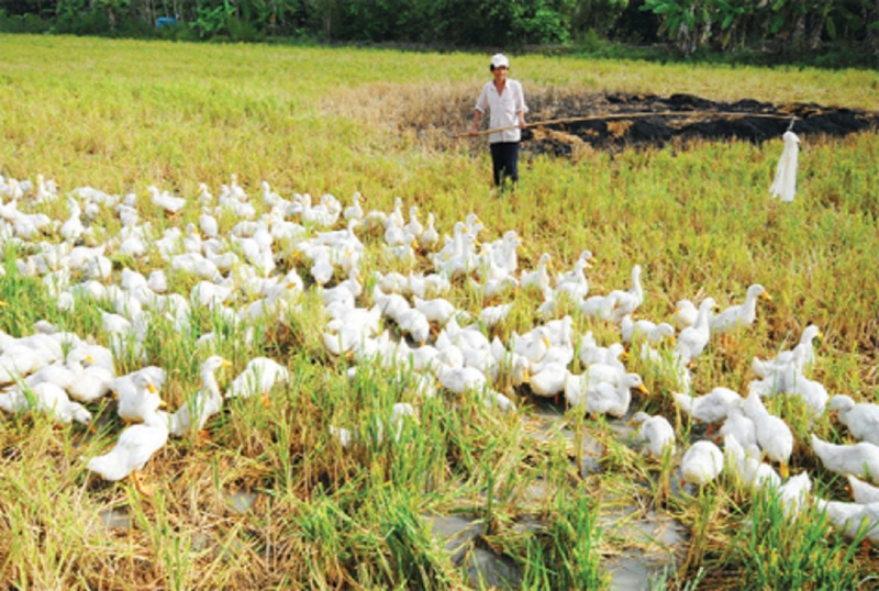 Khoi to vu an sat hai hon 100 con vit hinh anh