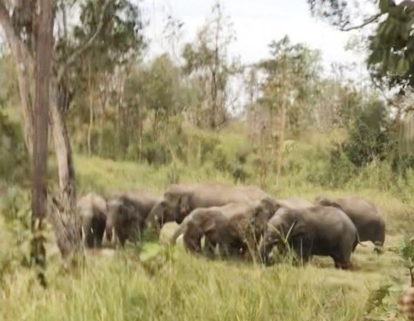 Gan GPS giam sat cac dan voi hoang da tai Dak Lak hinh anh