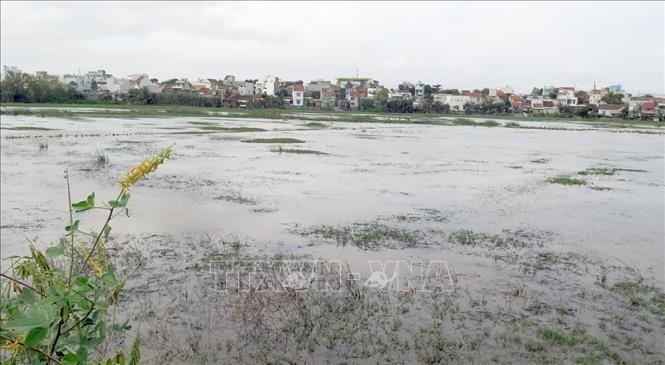 Boi thuong hon 11 ty dong cho nguoi dan co ruong lua bi ngap hinh anh