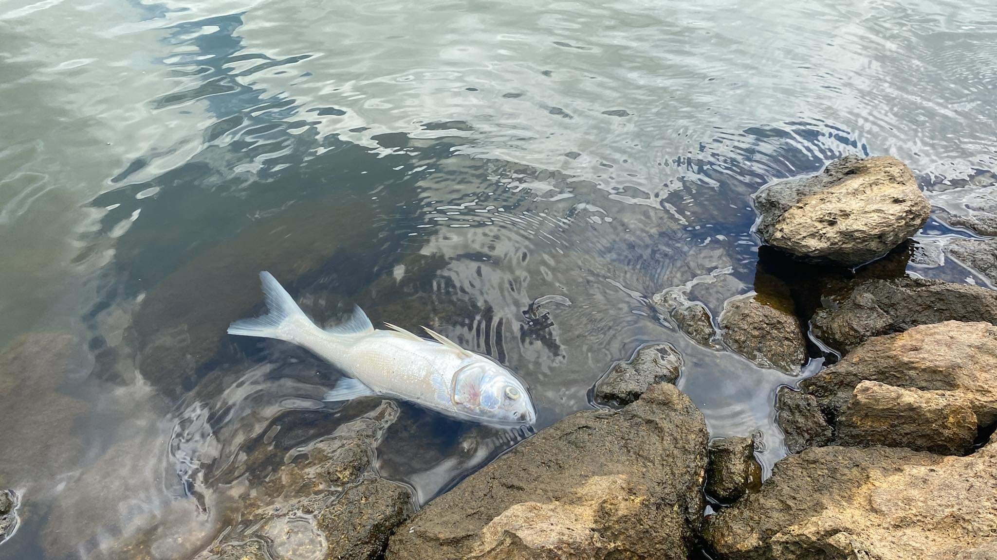 Ca chet hang loat o Ha Tinh hinh anh