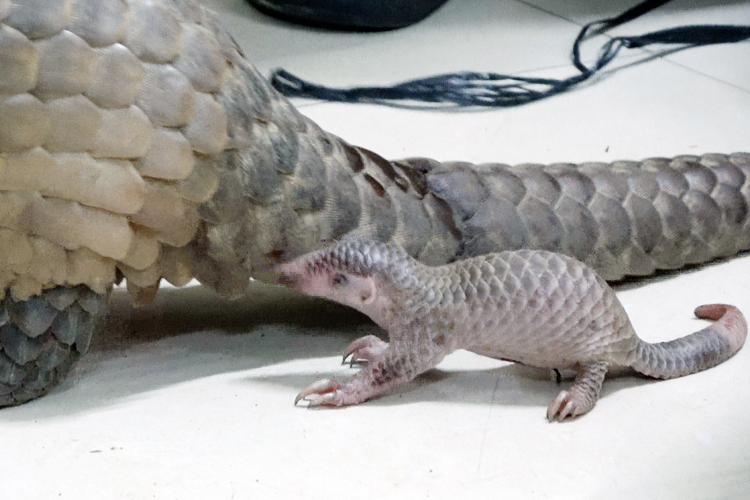 Phat hien nguoi dan ong van chuyen te te, ran ho mang o Lam Dong hinh anh