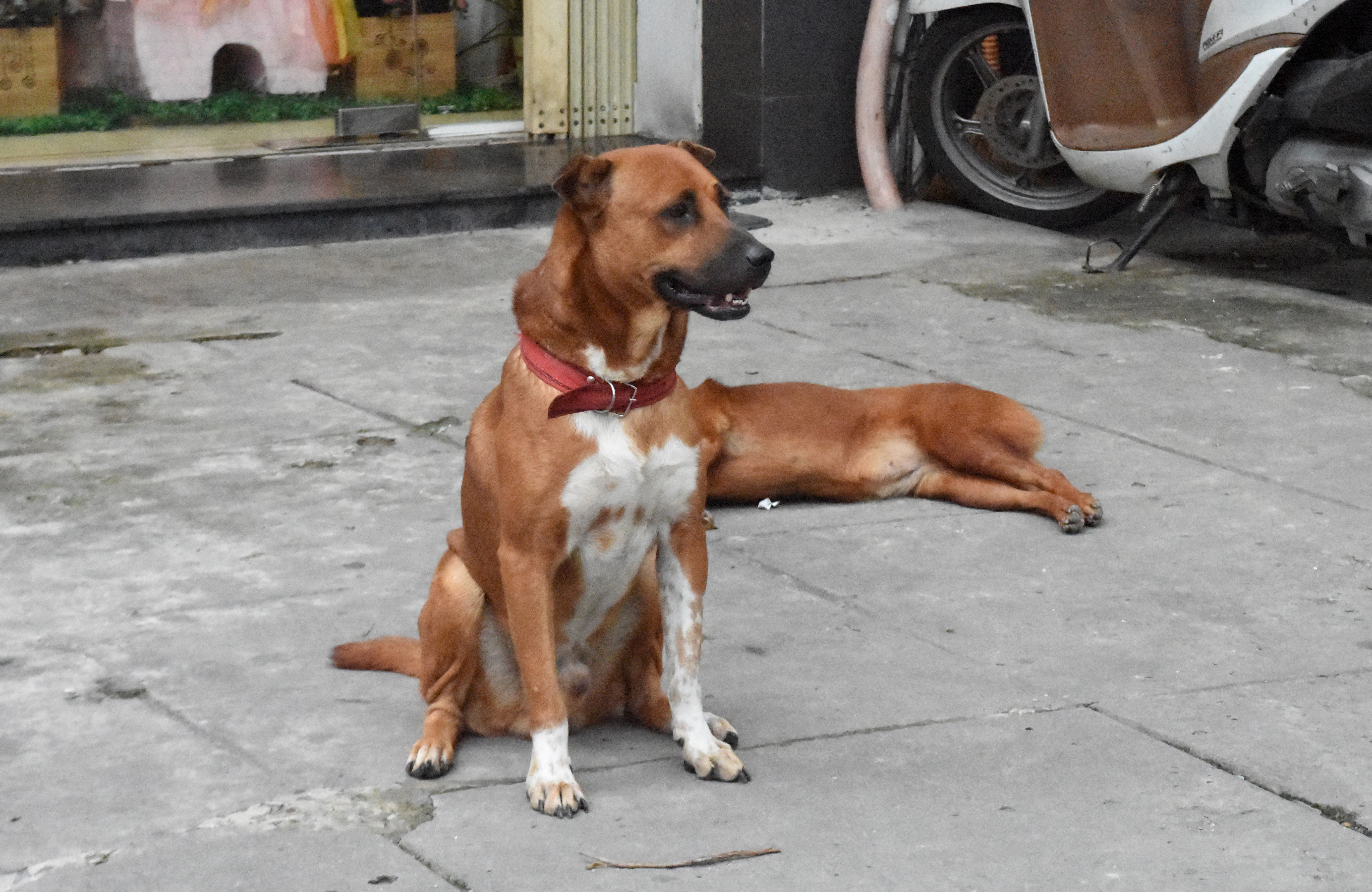 suyt chet vi cho anh 2