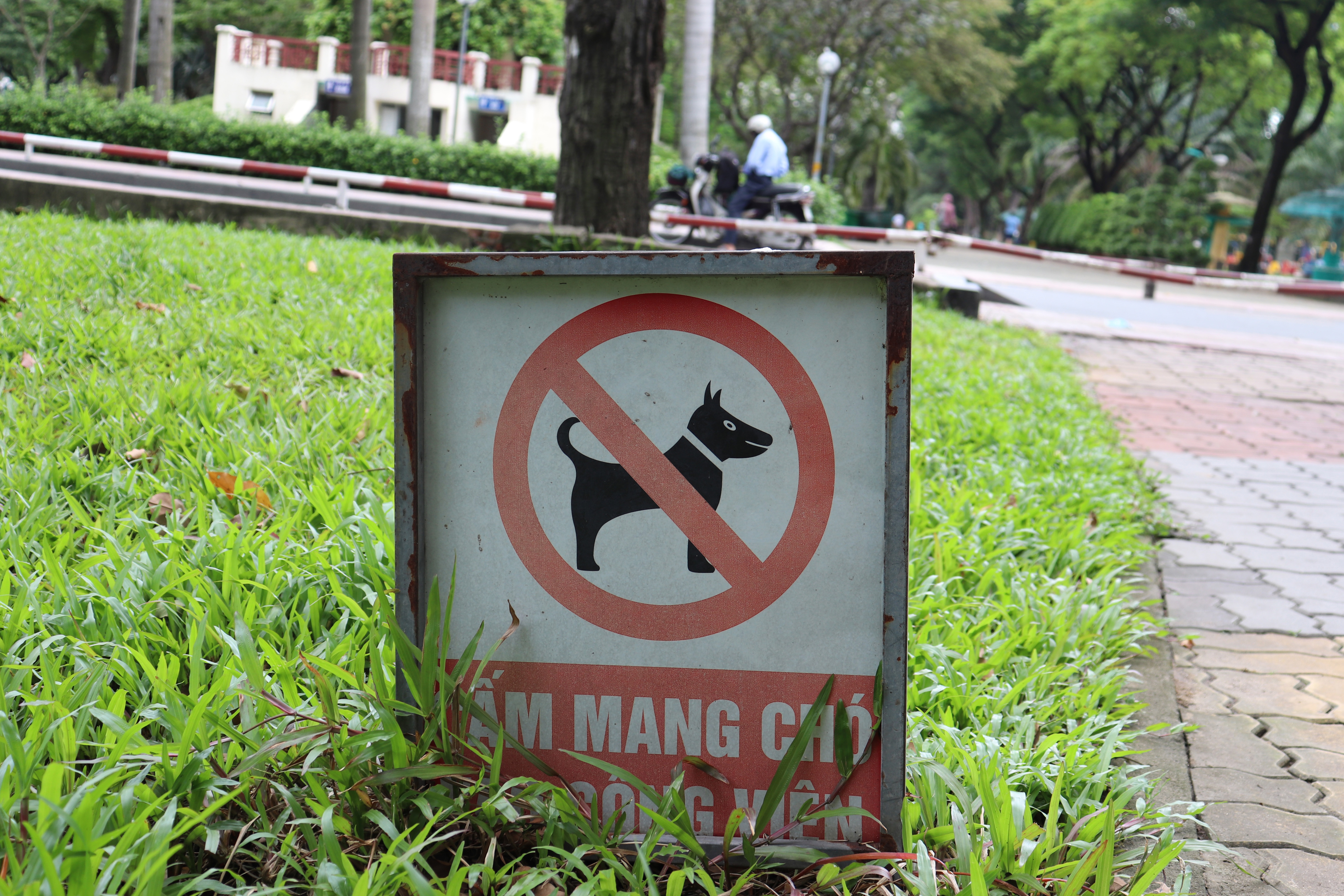 suyt chet vi cho anh 4