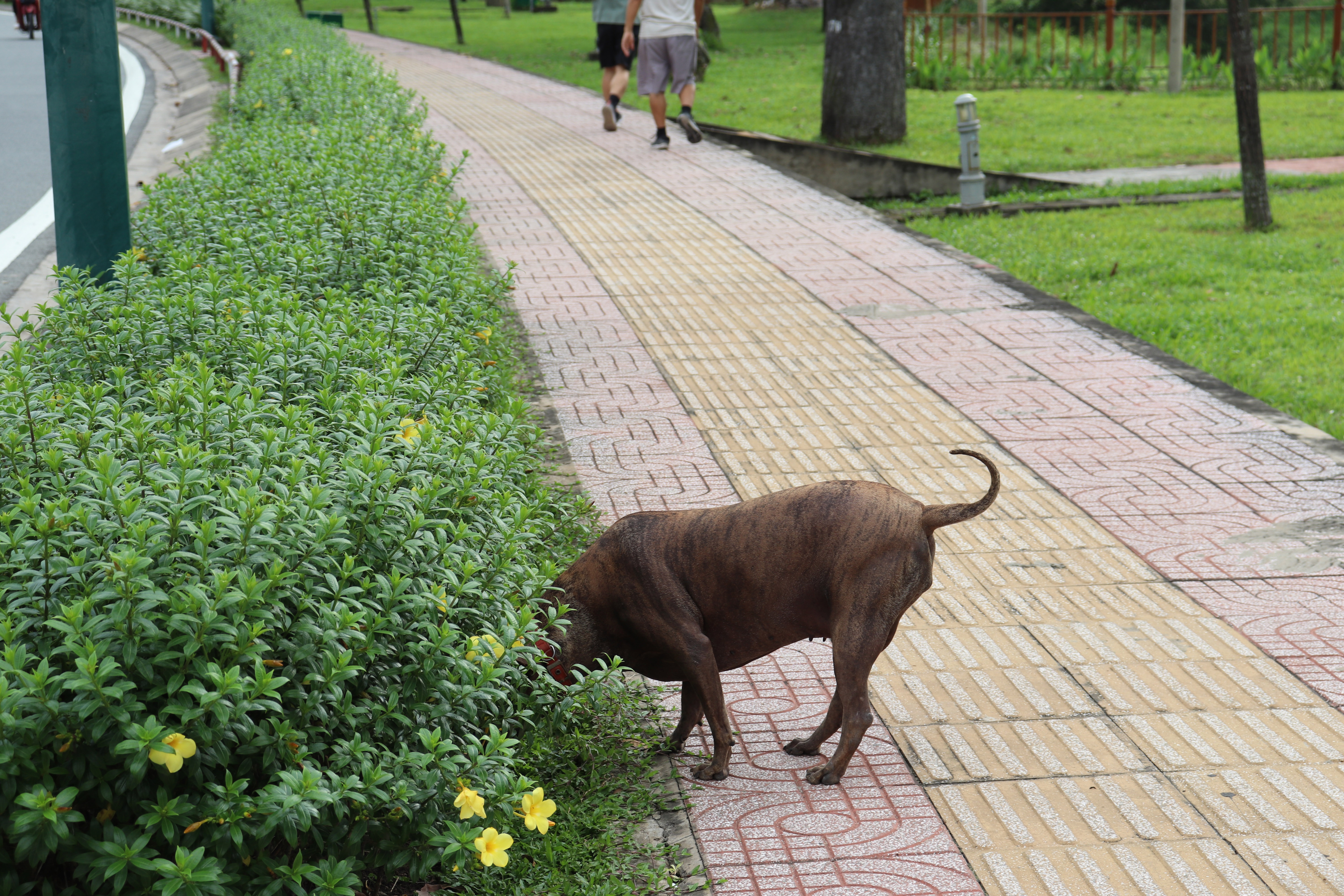 suyt chet vi cho anh 3