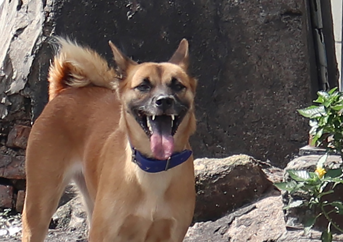 Am anh cho tha rong giua trung tam TP.HCM hinh anh