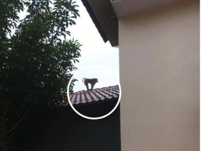 Khi xong chuong 'dai nao' khu dan cu, tan cong tre nho o Thai Binh hinh anh