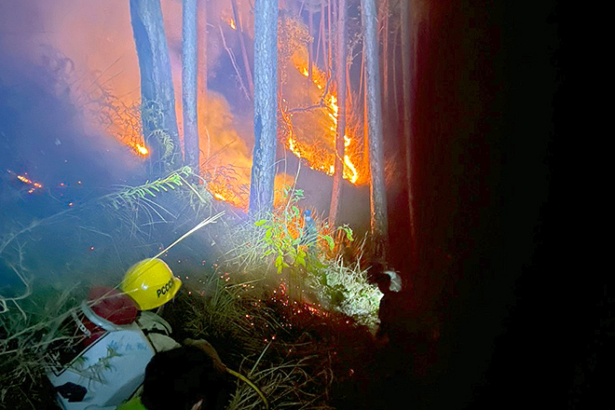 Rung thong Da Lat chay them hon 3 ha hinh anh