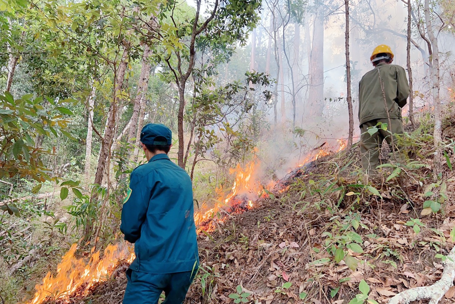 chay rung Da Lat anh 2