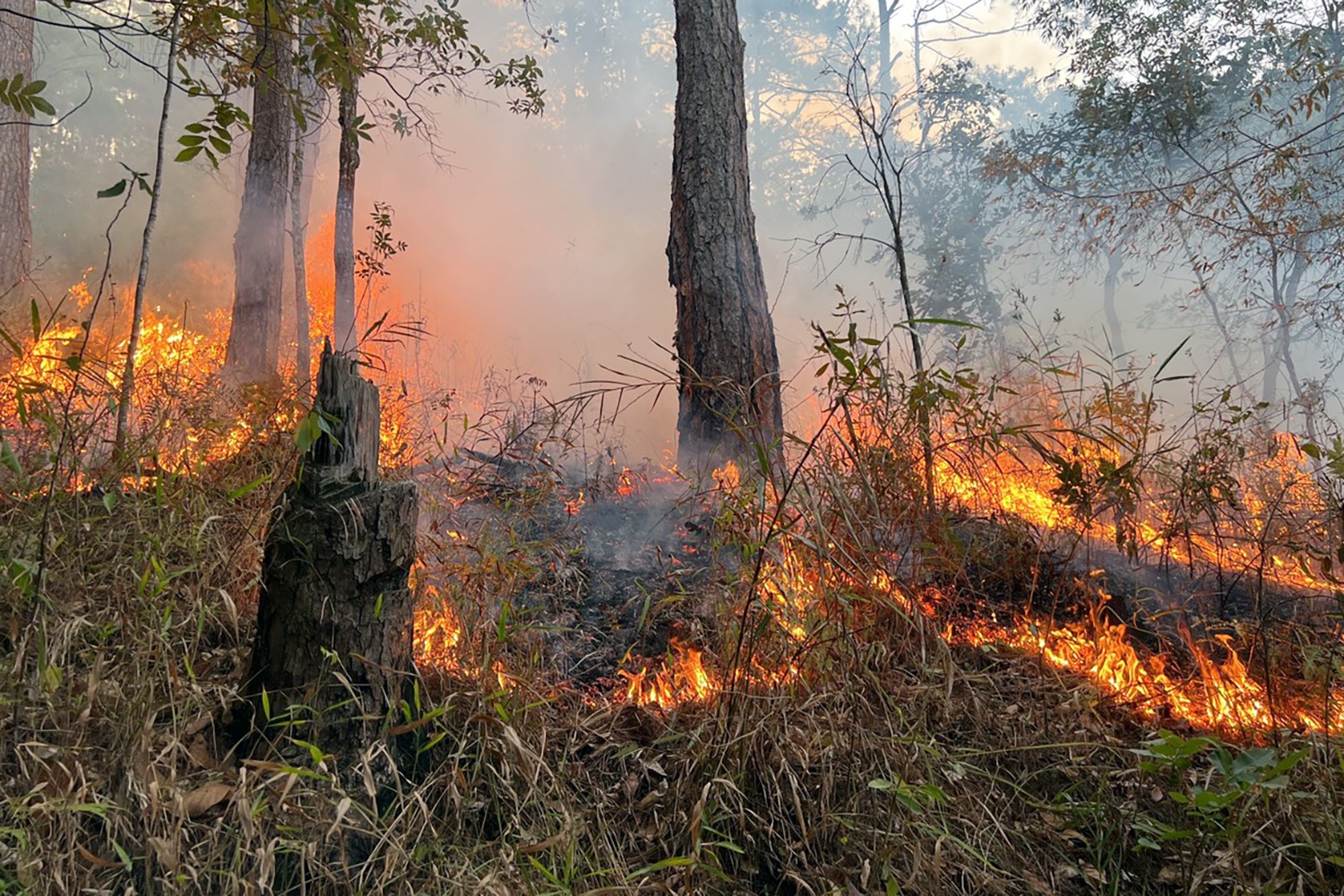 chay rung Da Lat anh 1