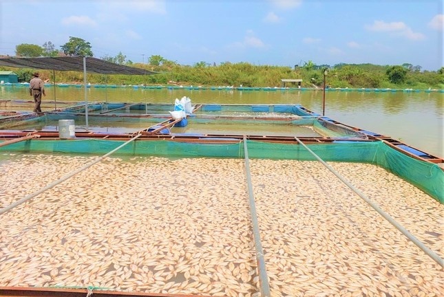 Hang tan ca chet moi ngay, noi lenh benh tren mat song Serepok hinh anh