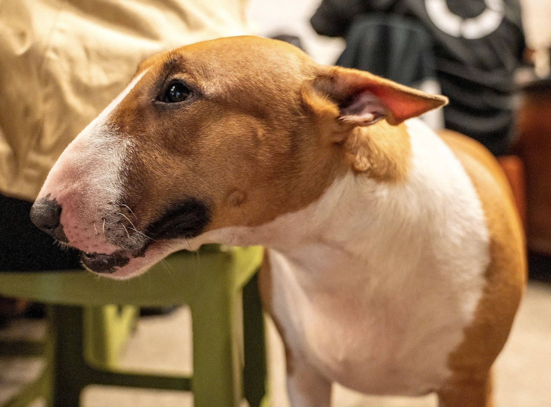 Tiem pho anh Hai,  Mr Gold,  Tam,  game anh 1